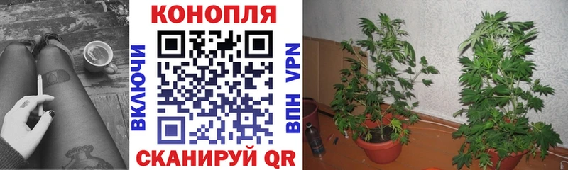 сколько стоит  Грязовец  Шишки марихуана сатива 